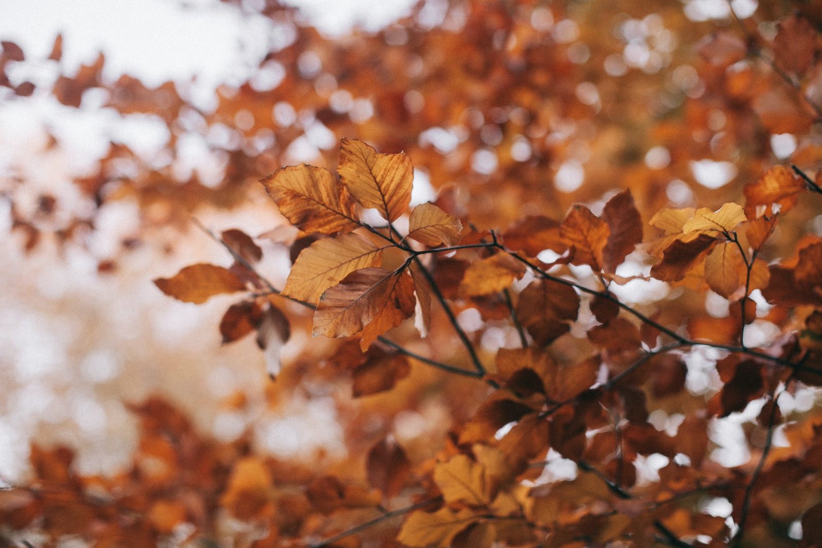 brown leafed tree selective focus photography